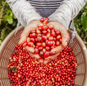 Volcano Hiker- 5 lb bag