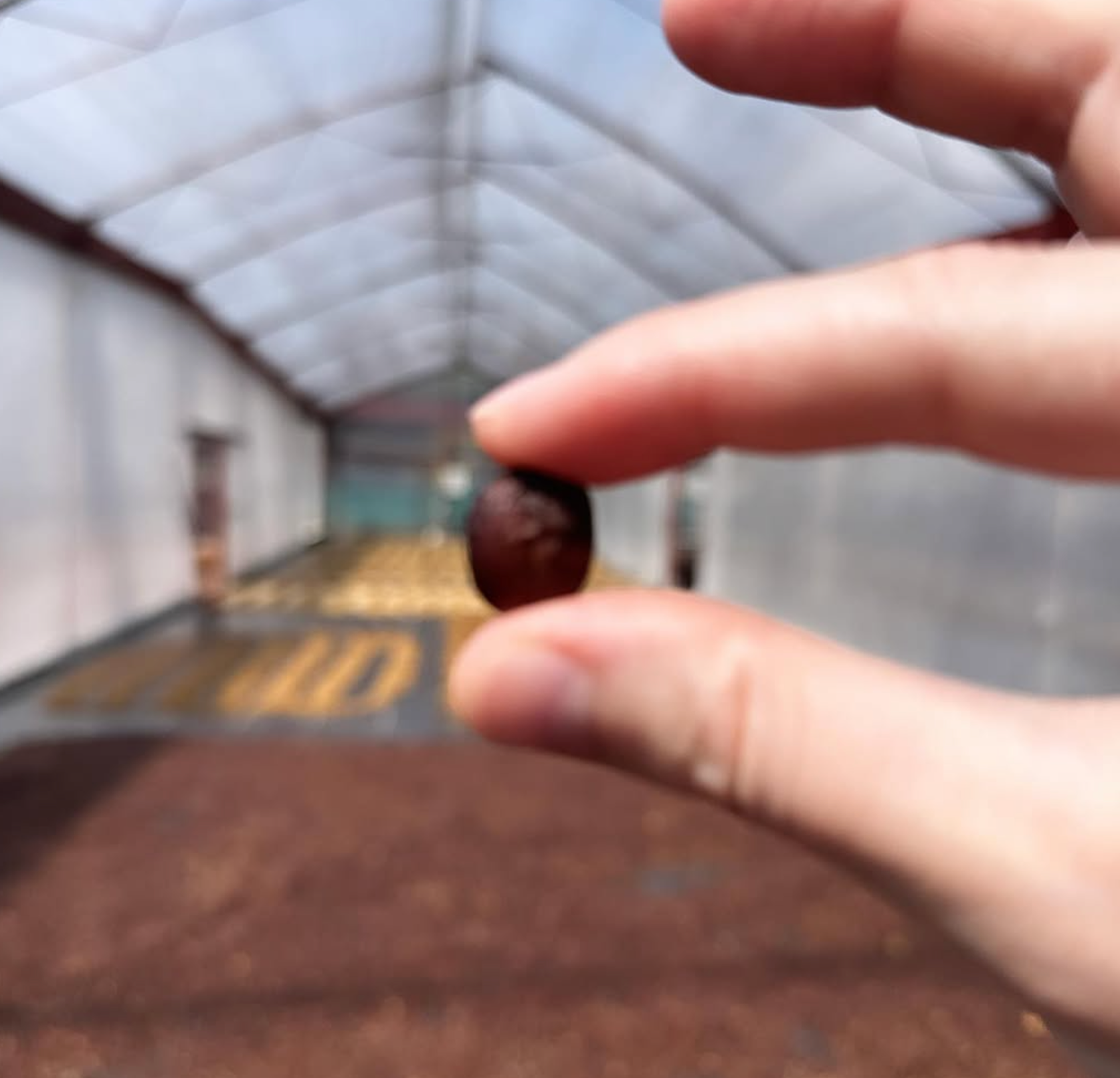 Volcano Hiker- 5 lb bag