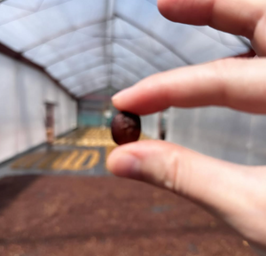 Volcano Hiker- 5 lb bag