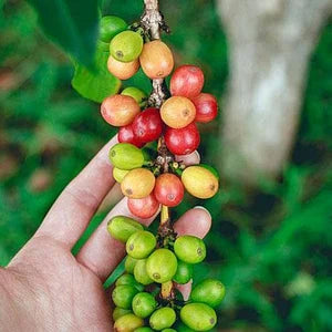 Costa Rican GEISHA Red Honey Process Coffee | Rare & Limited